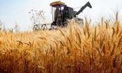 پیش بینی تولید ۱۳.۵ میلیون تن گندم در سال زراعی جاری

