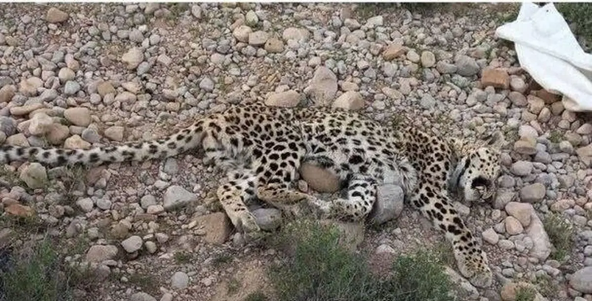 پیدا شدن لاشه یک قلاده پلنگ ایرانی در ارتفاعات مناطق آزاد شهرستان اسفراین