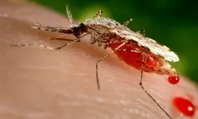 هشدار در مورد شیوع تب دنگی در کشور/ ۲۲۶ مورد تب دنگی از ابتدای سال تاکنون

