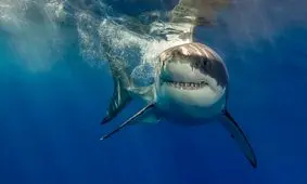 کوسه سواران بوشهری بازداشت شدند/ ویدئو