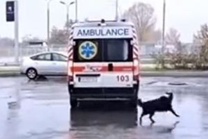 اصرار یک سگ برای سوار شدن در آمبولانس/ ویدئو