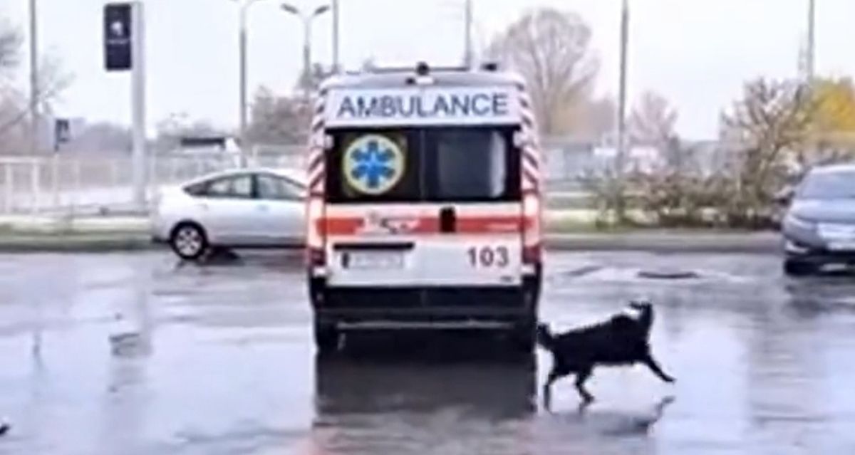 اصرار یک سگ برای سوار شدن در آمبولانس/ ویدئو