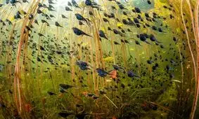 برندگان مسابقه عکاسی حیات وحش