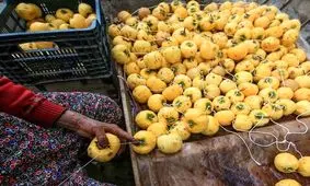 تصاویری دیدنی از روش خشک کردن خرمالو