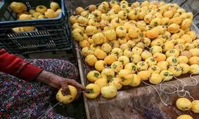 تصاویری دیدنی از روش خشک کردن خرمالو