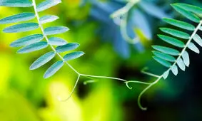 برای اولین بار «صحبت» گیاهان روی ویدئو ثبت شد

