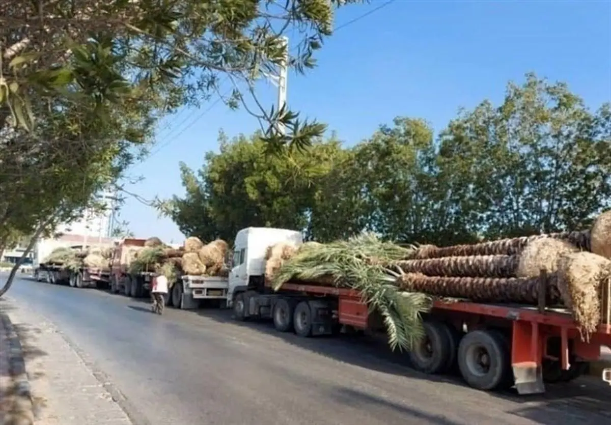هر نخل ایران را چند به قطر فروختند؟