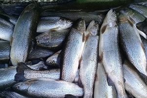 احتمال افزایش نرخ ماهی از مهر و آبان