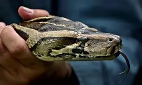 لحظه ترسناک حمله مار پیتون به یک ماجراجو/ ویدئو +18