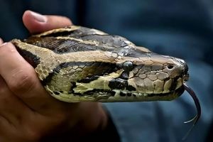 لحظه ترسناک حمله مار پیتون به یک ماجراجو/ ویدئو +18