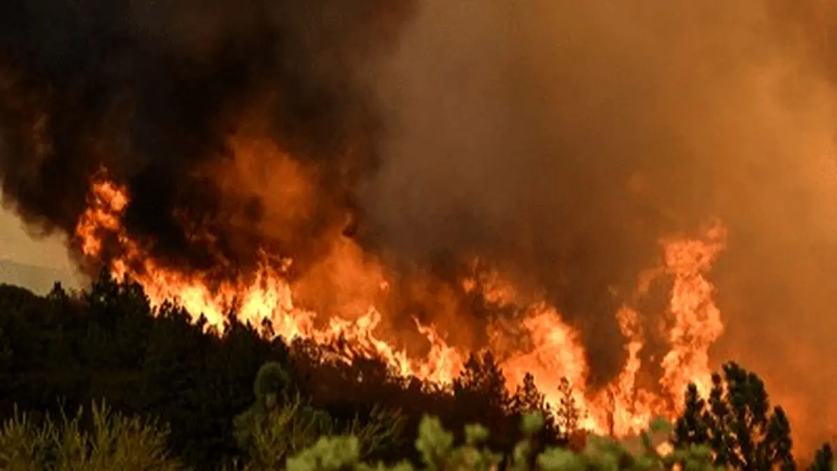 عامل آتش سوزی جنگل های چالوس انسانی است