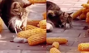  پنج موش در دهان یک گربه/ ویدئو