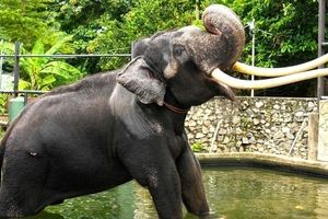 بازگرداندن فیل جنجالی تایلندی پس از بدرفتاری با او در سریلانکا/ ویدئو