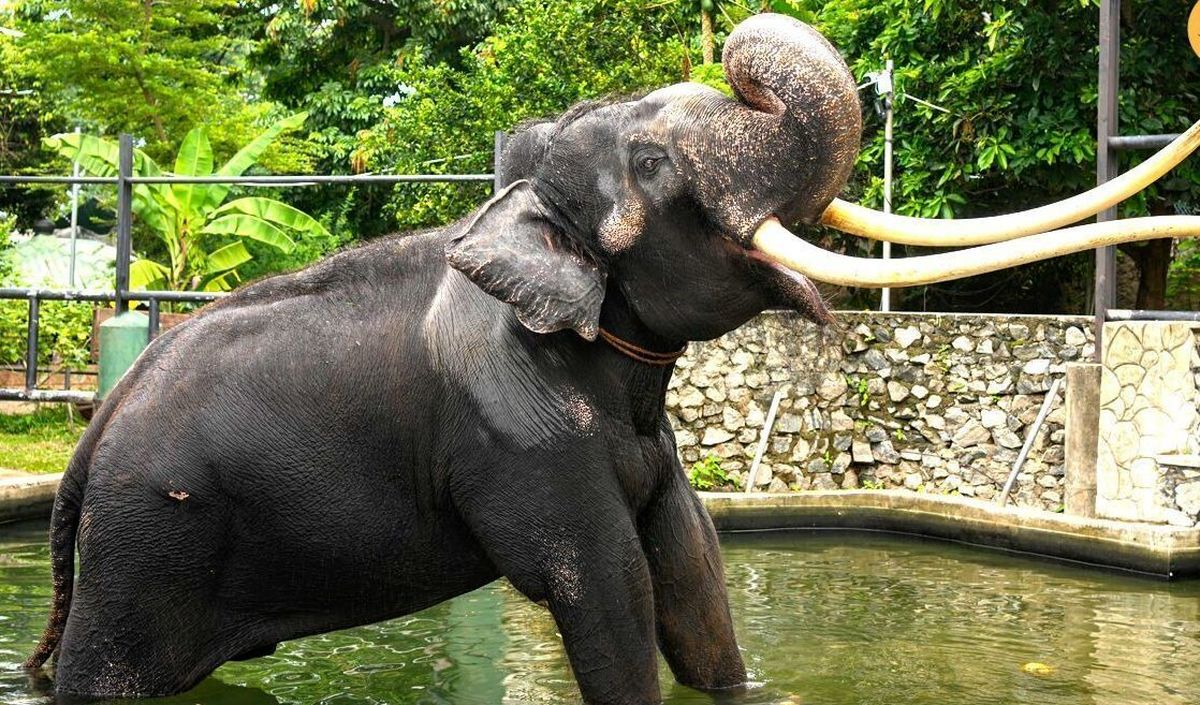 بازگرداندن فیل جنجالی تایلندی پس از بدرفتاری با او در سریلانکا/ ویدئو