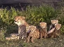 مشاهده ۶ قلاده یوزپلنگ آسیایی در میاندشت خراسان‌شمالی/ ویدئو