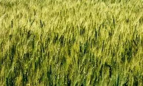 تست بینایی؛ ۷ ثانیه برای پیدا کردن ملخ فرصت دارید