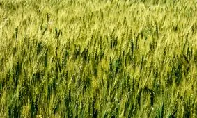 تست بینایی؛ ۷ ثانیه برای پیدا کردن ملخ فرصت دارید