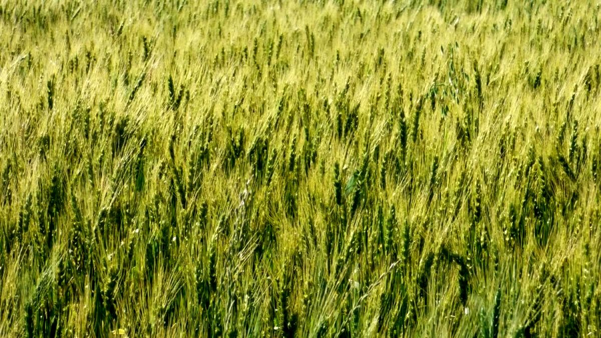 تست بینایی؛ ۷ ثانیه برای پیدا کردن ملخ فرصت دارید