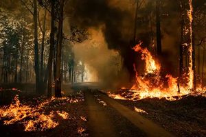مراقب آتش سوزی جنگل ها در عید نوروز باشید 