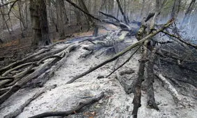 آتش پارک ملی گلستان خاموش شد