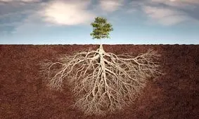 ریشه گیاهان تا چه عمقی در خاک نفوذ می کنند؟ رازهای زیرزمین!