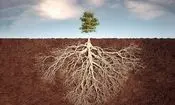ریشه گیاهان تا چه عمقی در خاک نفوذ می کنند؟ رازهای زیرزمین!