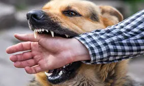 آرادان در صدر حیوان گزیدگی؛ موردی از فوت گزارش نشد
