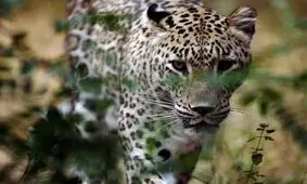 حمله پلنگ زخمی به افرادی که قصد کمک به او را داشتند/ ویدئو