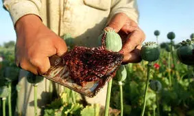 ری‌برندینگ تریاک در دوران کرونا/ آدم‌هایی در شبکه‌های اجتماعی سینه خود را سپر کرده و از خواص تریاک می‌گویند!