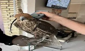 سرقت شبانه از کلینیک پردیسان/ سارقان دستگیر و پرندگان بازگردانده شدند