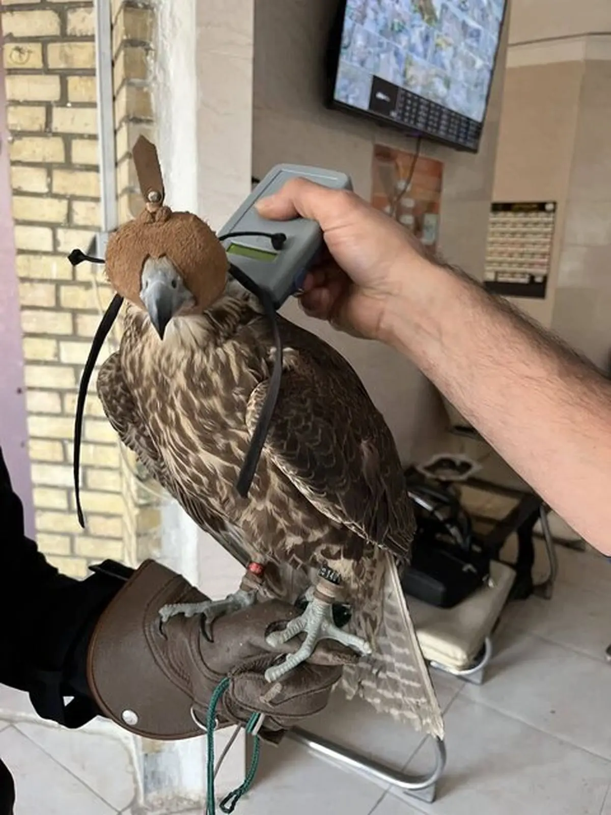 سرقت شبانه از کلینیک پردیسان/ سارقان دستگیر و پرندگان بازگردانده شدند