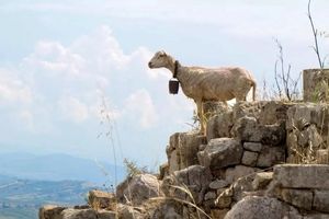 دانشمندان می‌خواهند با ردیابی حرکت حیوانات از فضا، بلایای طبیعی را پیش‌بینی کنند

