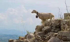 دانشمندان می‌خواهند با ردیابی حرکت حیوانات از فضا، بلایای طبیعی را پیش‌بینی کنند

