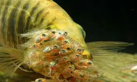 روش‌های بارداری و تولیدمثل عجیب در میان حیوانات