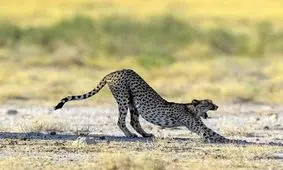 تصاویری دیدنی از طبیعت و حیات وحش نامیبیا