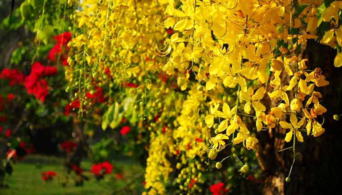 فلوس برای نوزادان، مزایا و عوارض جانبی مصرف فلوس