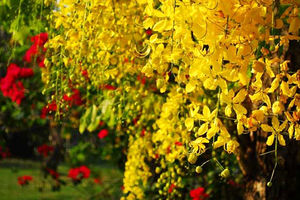 فلوس برای نوزادان، مزایا و عوارض جانبی مصرف فلوس