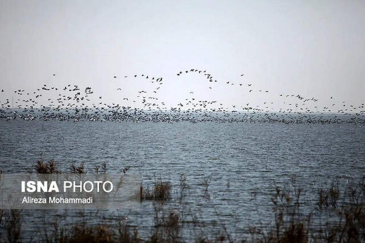 تالاب بین‌المللی رود شور، شیرین و میناب پاکسازی شدند