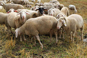 کشف ۱۹۴ رأس گوسفند قاچاق در ایلام