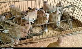 ۸۴۵ متخلف شکار و صید در خراسان رضوی اعمال قانون شدند