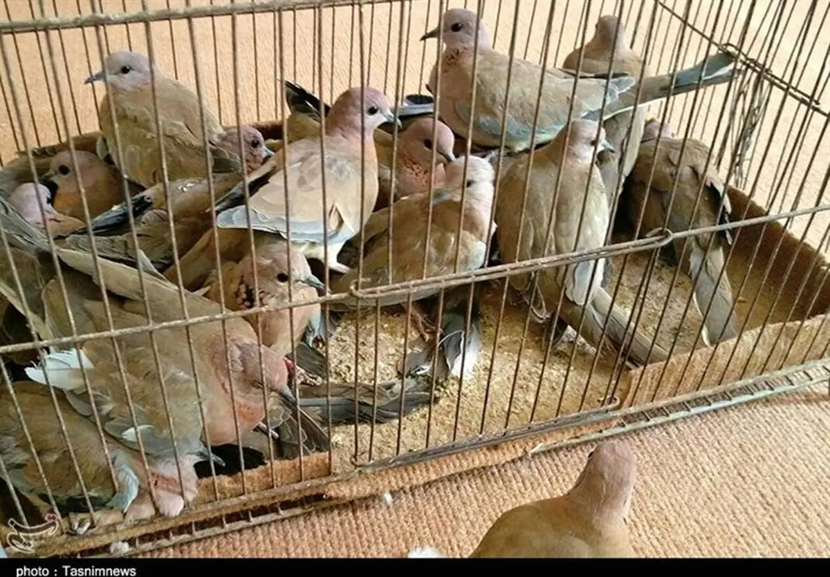 ۸۴۵ متخلف شکار و صید در خراسان رضوی اعمال قانون شدند