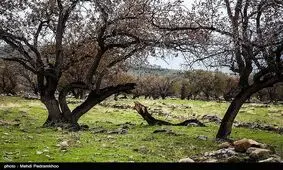 دلیل خشکیدگی درختان بلوط کهگیلویه و بویراحمد مشخص نیست