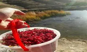 با یک فنجان دمنوش زرشک به جنگ بیماری ها بروید+دستور تهیه در خانه