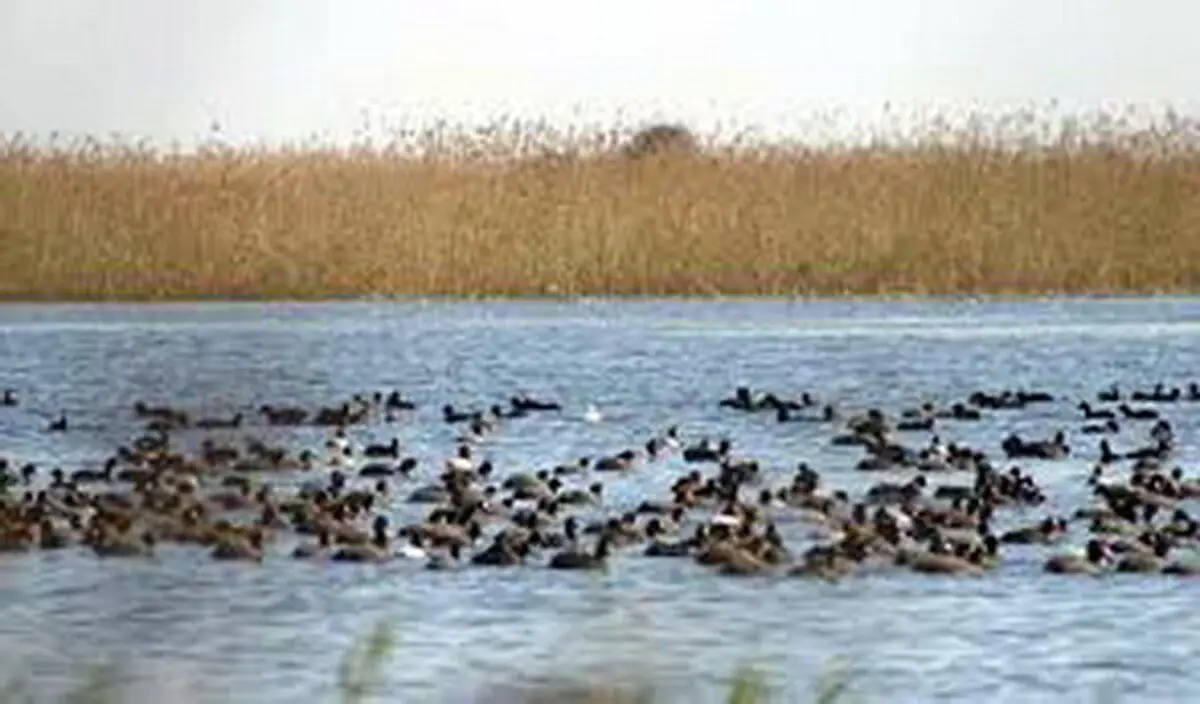 خفه‌شدن پرندگان مهاجر لنگرود در دام‌های زیرآبی