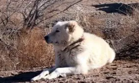 عکس: همدردی گوسفند با سگ گله که بخاطر آنها زخمی شد!