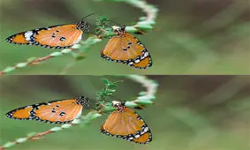 اختلاف تصاویر را بیابید