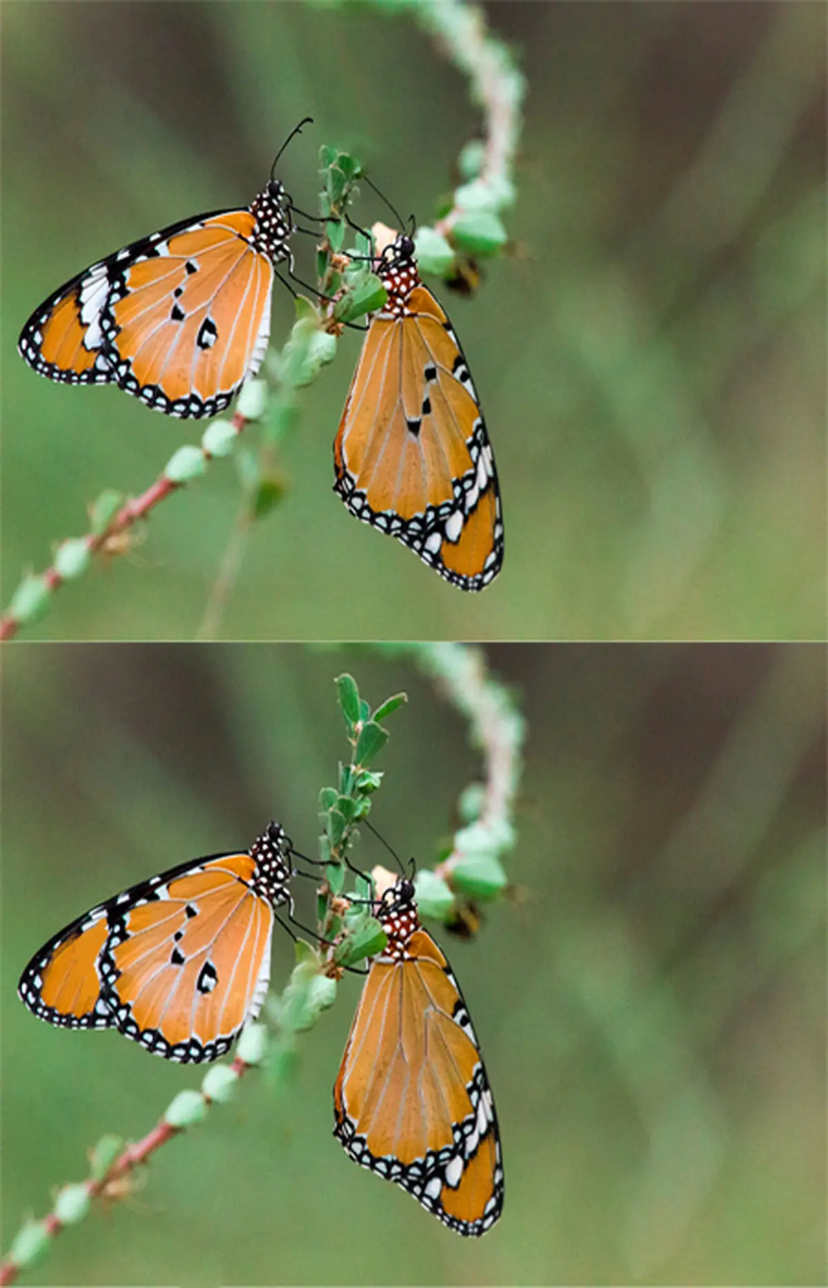 اختلاف تصاویر را بیابید