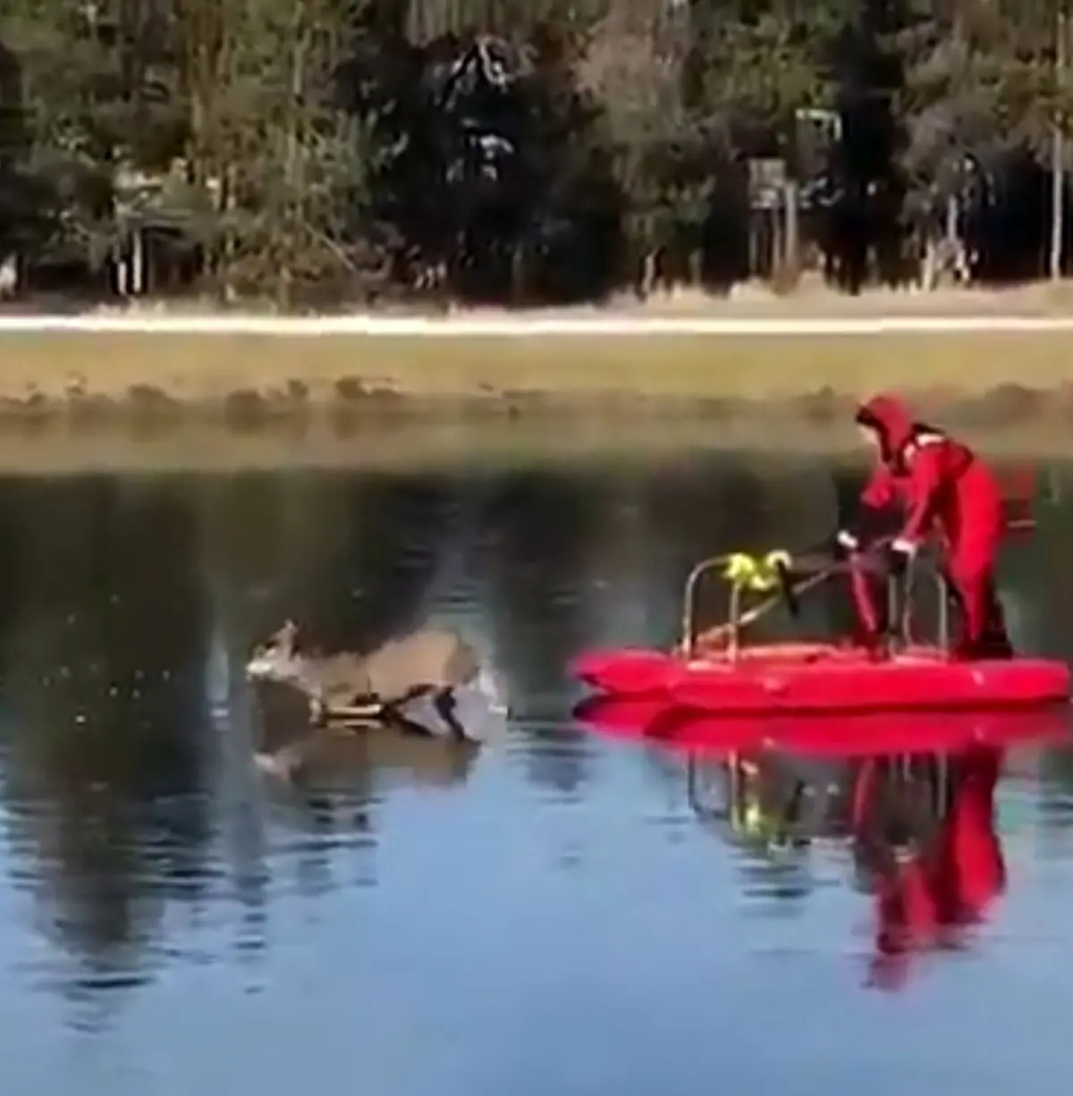 فرار ناموفق آهو روی دریاچه یخی +فیلم