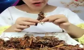 ملخ پلو یک نهار خوشمزه