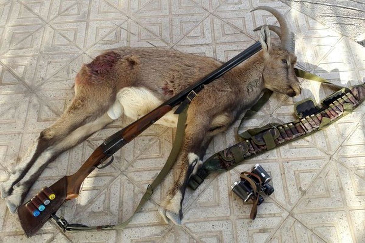 کشف لاشه شکار غیر مجاز در فرودگاه بوشهر